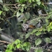 monkey_squirrel_common_la_h_0615_ecu2562.jpg